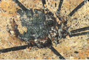 Oldest harvestmen from Germany,