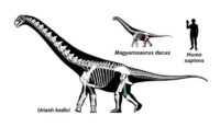 New Hateg Basin Sauropods Taxa Identified by Researchers