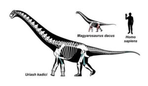 New Hateg Basin Sauropods Taxa Identified by Researchers