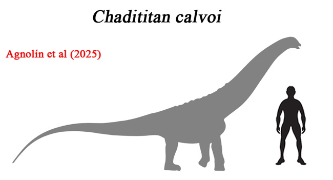 Chadititan calvoi scale drawing.