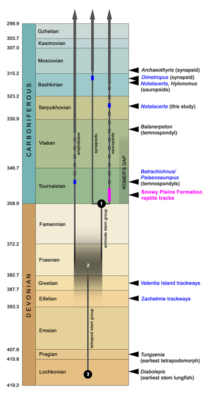 A timeline of early amniote evolution.