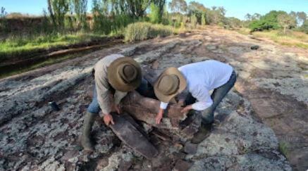 Searching for amniote fossils in the Mansfield district of northern Victoria.