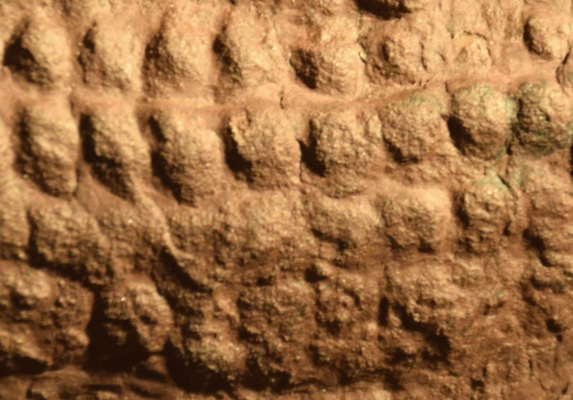 Evidence of synapsid scales from the Permian.
