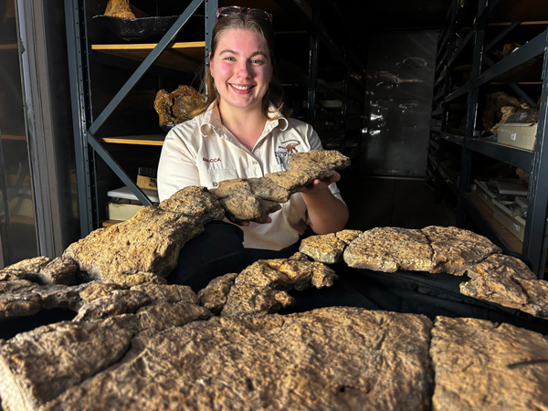 Highlighting the Diamantinasaurus matildae stomach contents.