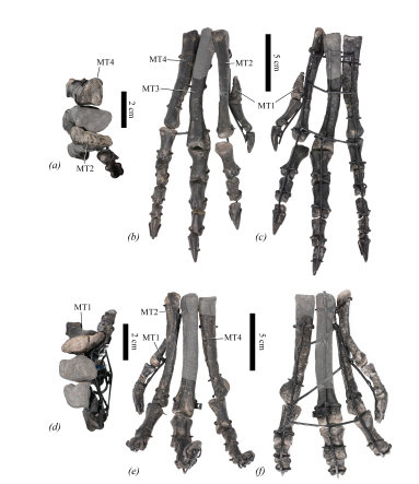 Views of the fossil pedes (feet) of Enigmacursor mollyborthwickae.