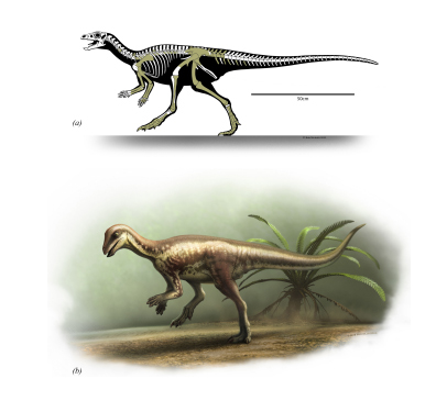 A skeletal reconstruction and speculative life appearance of Enigmacursor mollyborthwickae.