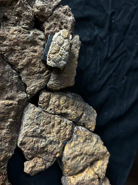 Diamantinasaurus scales.
