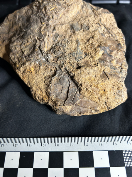 The subadult Diamantinasaurus matildae stomach contents.