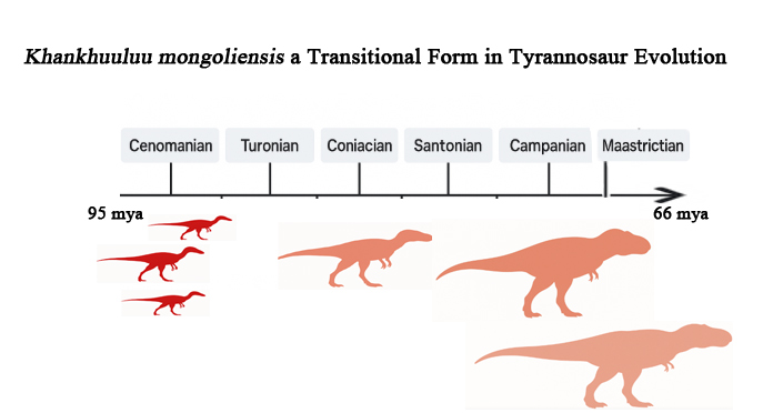 Khankhuuluu mongoliensis represents a transitional form between small tyrannosauroids of the early Late Cretaceous and the giants of Campanian and Maastrichtian.