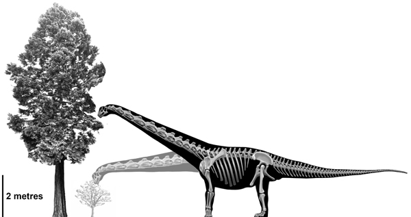 Diamantinasaurus feeding.