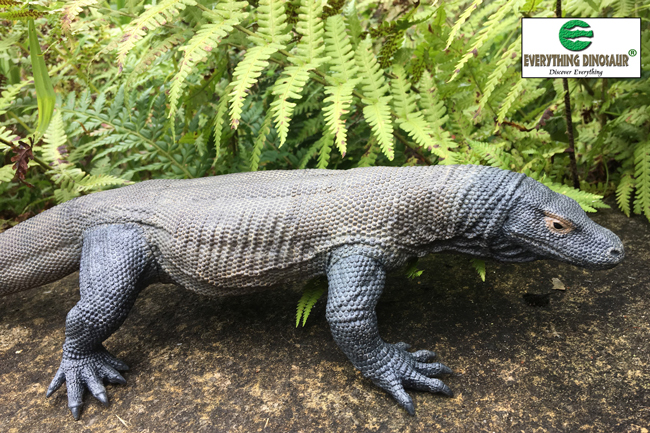 The Rebor Komodo dragon model image credit: Everything Dinosaur.