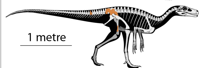 Maleriraptor kuttyi skeletal drawing.
