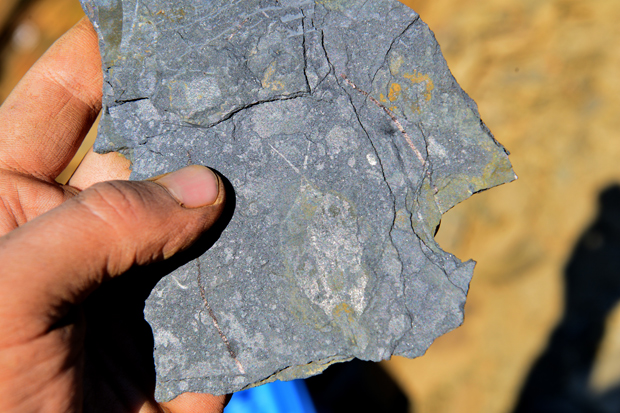 Cambrian nectocaridids studied in North Greenland.