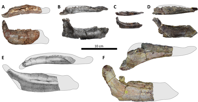 Obelignathus septimanicus fossils (dentary) compared to the dentary