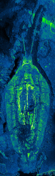 Cambrian nectocaridids study. Holotype fossil of Nektognathus viewed with Electron Probe microanalysis.