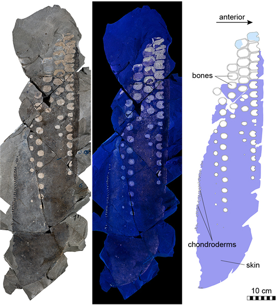 Images of the fossil flipper.