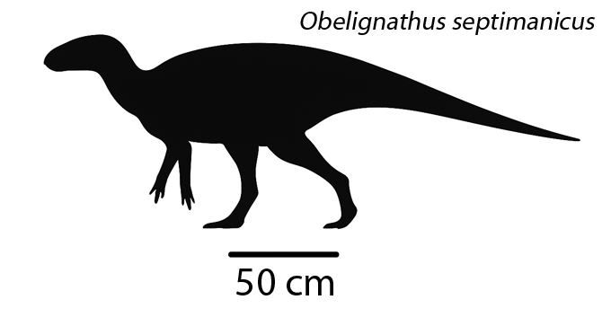 Obelignathus septimanicus silhouette.