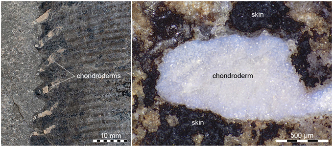Novel cartilaginous integumentary structures identified on a Temnodontosaurus trigonodon flipper.