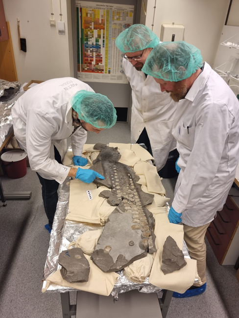 Examining the fossil flipper.