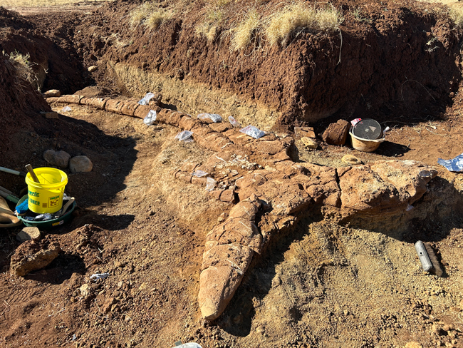 The Toolebuc ichthyosaur specimen uncovered.