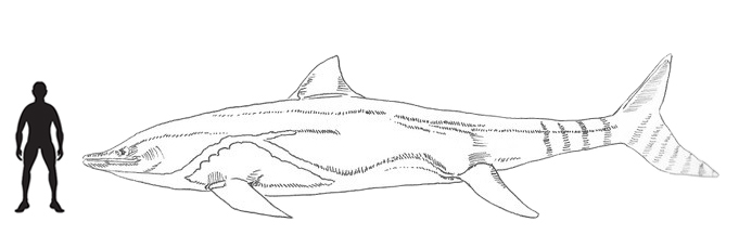A Guanlingsaurus scale drawing.