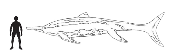Guizhouichthyosaurus scale drawing.