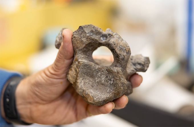 Dr Lockwood holding the single cervical vertebra known from Istiorachis macarthurae.