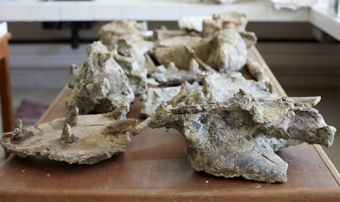 Spicomellus afer fossils.