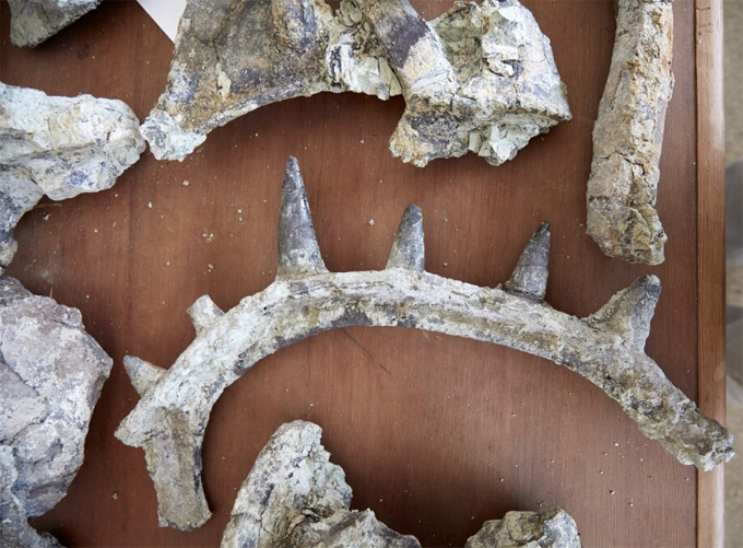A rib with spikes (Spicomellus afar).