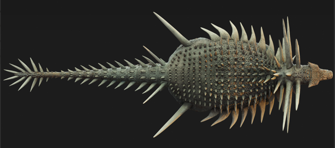 Spicomellus afer life reconstruction (dorsal view).