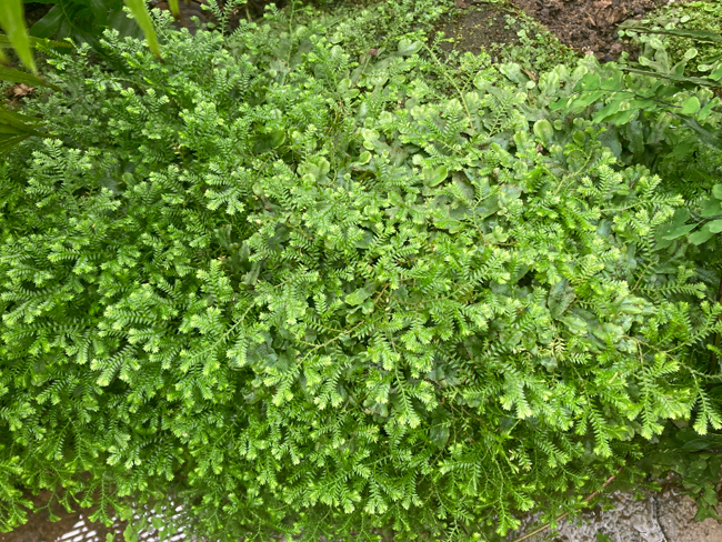 Examples of plants similar to some of the very early plants to colonise land can still be found today.