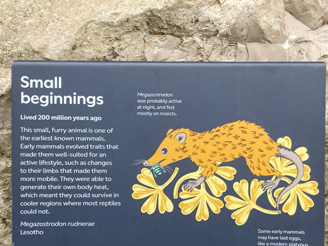 The Megazostrodon rudnerae plaque on display at the London Natural History Museum gardens.