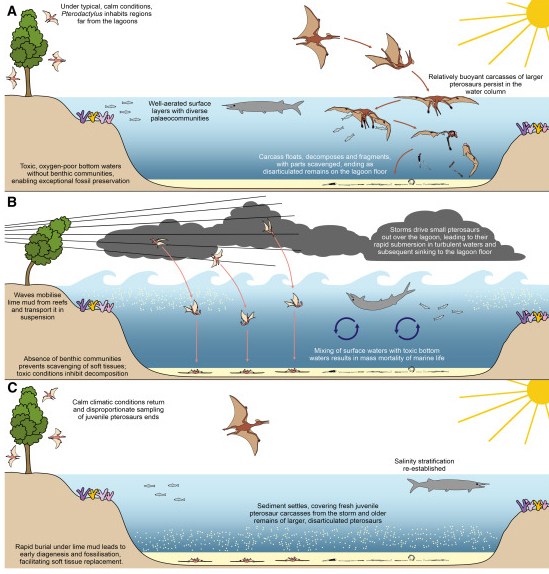 How storms led to the remarkable preservation of pterosaurs in the Solnhofen deposits.
