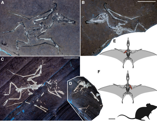 Broken bones offer clues to the perils of pterosaur flight.