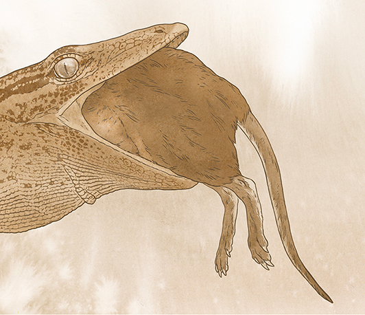 Breugnathair elgolensis swallowing a mammaliaform.
