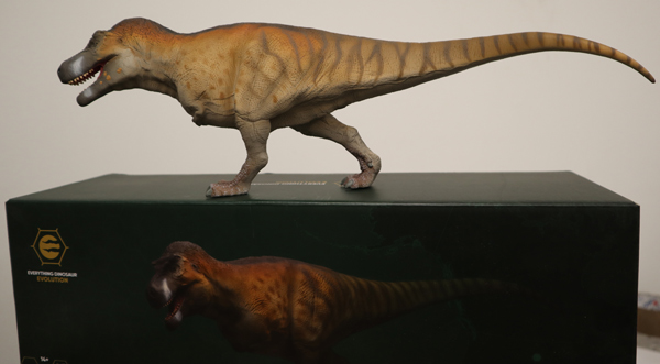 The Everything Dinosaur Evolution T. rex model on top of its beautiful box.