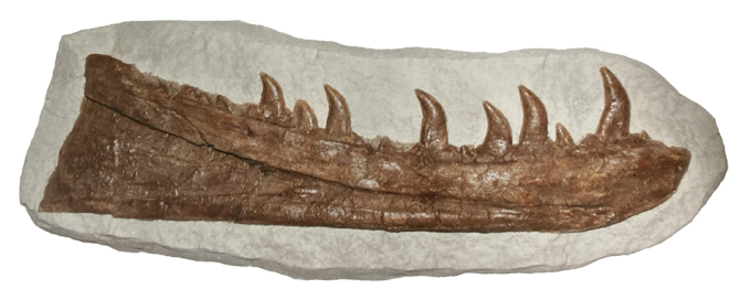 A plaster cast of the left dentary of Newtonsaurus cambrensis.