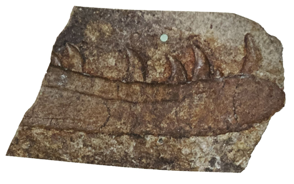 Newtonsaurus cambrensis fossil material.