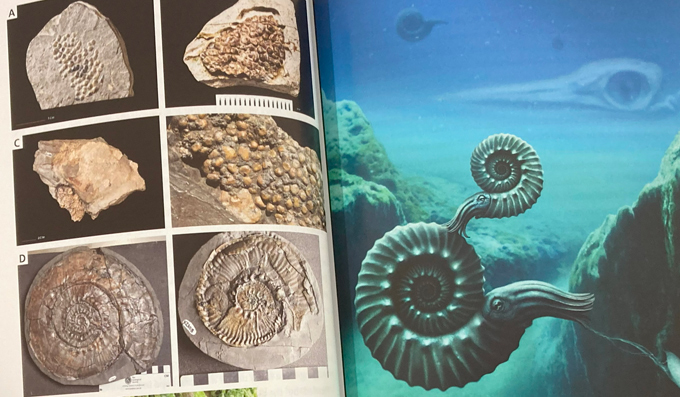 Illustrating the breeding cycle of ammonites.