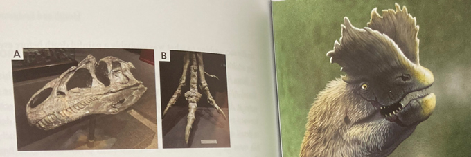 Photographs and illustrations from "The Secret Lives of Dinosaurs".
