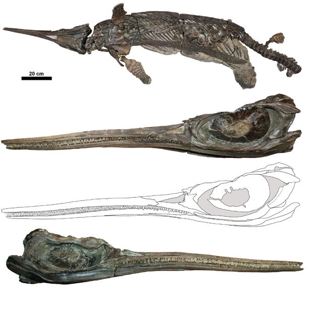 Views of the fossil material (Xiphodracon goldencapensis).