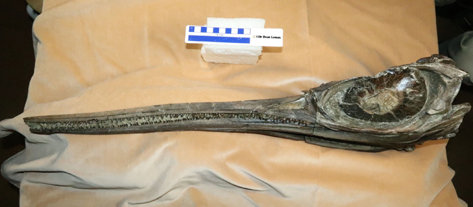 The skull of the newly named sword dragon ichthyosaur Xiphodracon goldencapensis