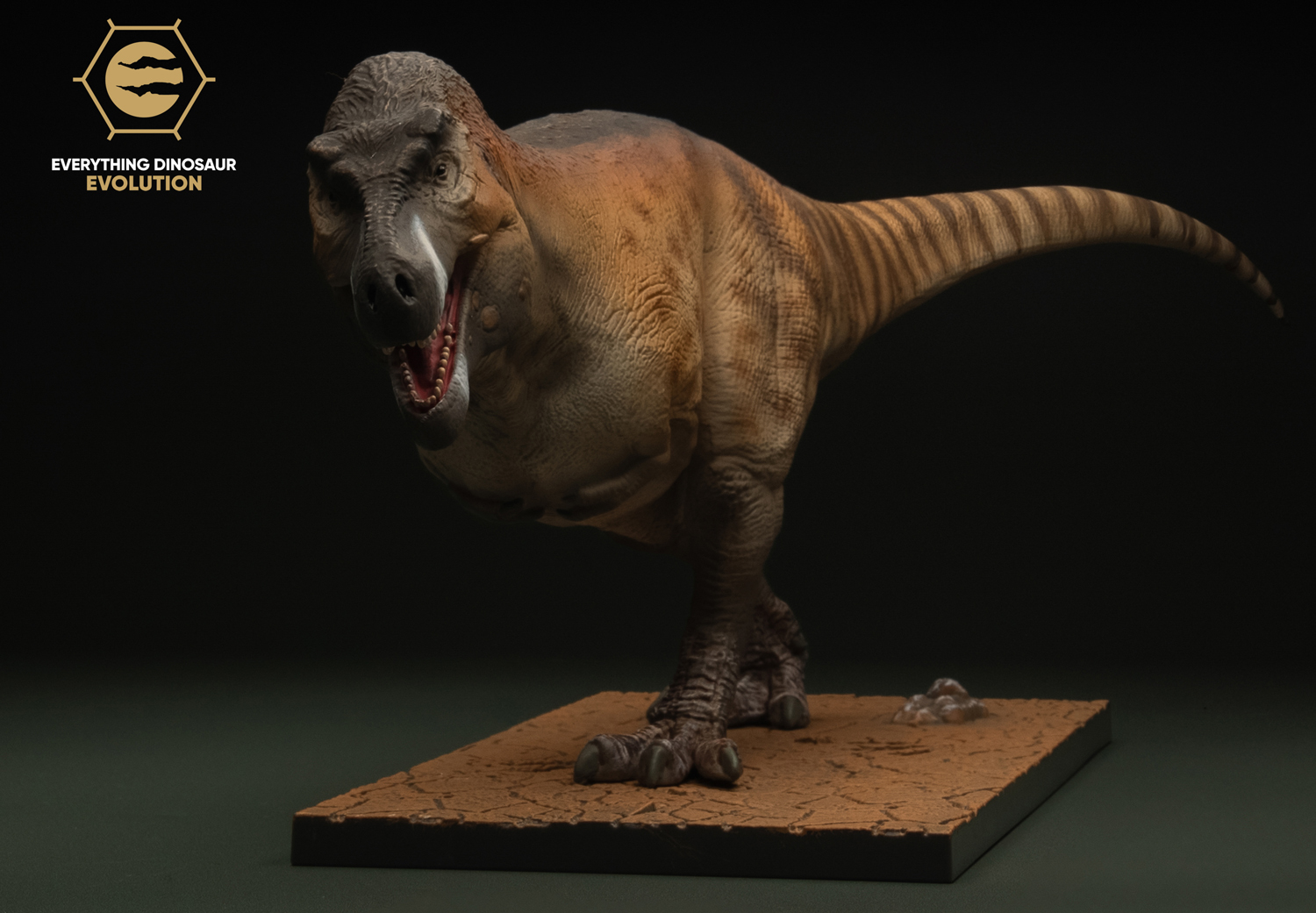 The Everything Dinosaur Evolution Tyrannosaurus rex model (anterior view).