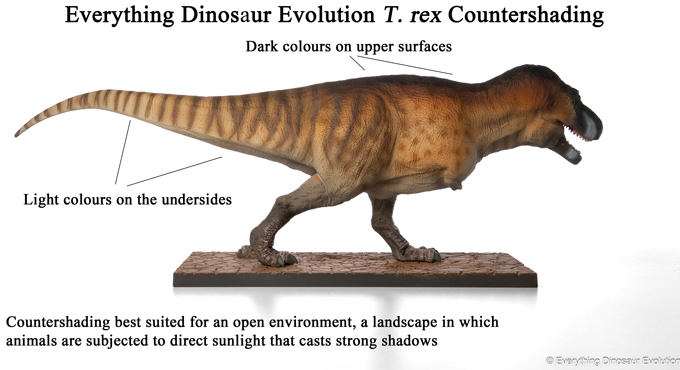 A guide to countershading on EDE001.