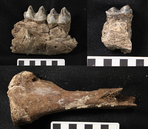 Marsupial fossils used in collagen peptide study to determine phylogenetic relationships between taxa.