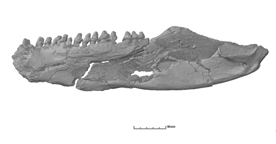 A lower jaw from the Early Permian reptiliomorph Diadectes absitus which was used in a study of early tetrapod jawbone evolution,