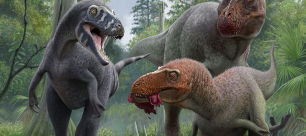 An adult Nanotyrannus lancensis competes for food with a juvenile T. rex.