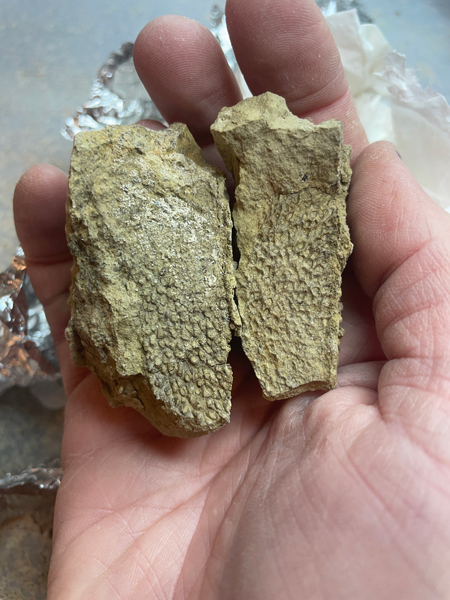 Elevation Science staff member holding Diplodocus skin in the Cincinnati Museum Center Paleo Prep Lab.