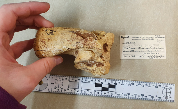 New Research Postulates Giant, Prehistoric Kangaroos Could Still Hop