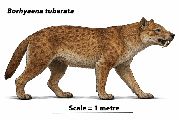Borhyaena tuberata (Sparassodonta) life reconstruction.